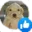 laik
