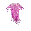 jellyfish1