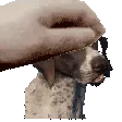 petdavve