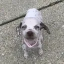 pup