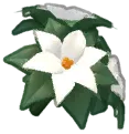 Poinsettia Poinsettia