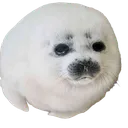 picsart0f0f184b926a4e629f0fdc564