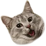 cathappy