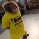 GioMonkey