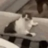 catLickMad catLickMad