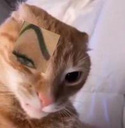 gato_ceja_edited2 Discord sticker - BILLU GANG🐱