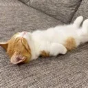 cuter2_catSleepy