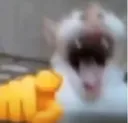 Cat_laugh