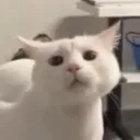 zestycat