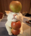 cb_tri_apple_car Discord emoji