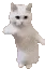 CatDance