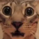 shocked shocked