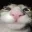 shockedcat