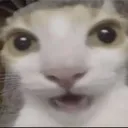 cat_shock