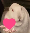 beeflove