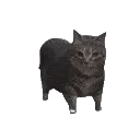OiiaCat OiiaCat
