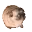 pugdance