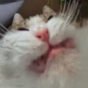 CatCringe