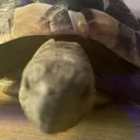 tortstare