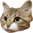 :graycat: