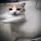 billi_ki_dance