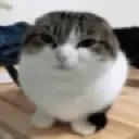 dumbstare