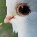 sideye_porse_gf