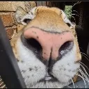 nosey
