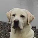 frodoStare