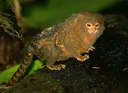 pygmymarmoset