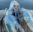 lobsta