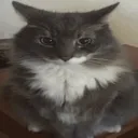 goob goob