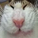 gigacat gigacat