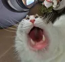 CatAhhh
