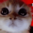 md_a_CatAngy Discord emoji