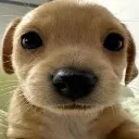 hai
