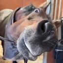 horseMHM horseMHM