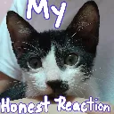 dor_honest_reaction