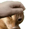 pet_marshall