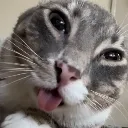 Tongue