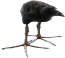 pukeko