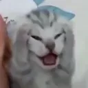 AAAA