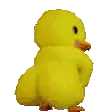 duck_shaking_itezgif