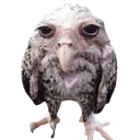 cu cu