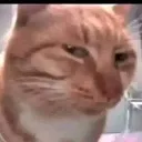 cat_judgment