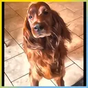 Penny