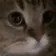Meow Meow