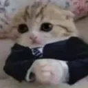 bargain_cat