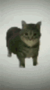UIACAR Discord emoji