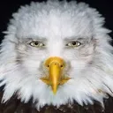 eagle eagle